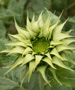 Tournesol Sun-Fill Green