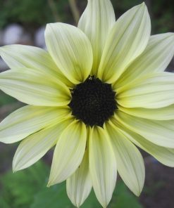 Tournesol Vanilla Ice