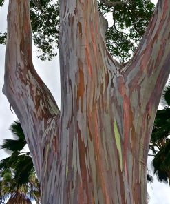 Eucalyptus Gum Arc-en-Ciel