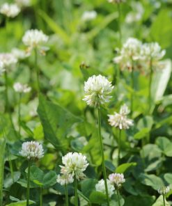 Trèfle Blanc Ivoire