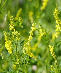 Trèfle Jaune Sucré