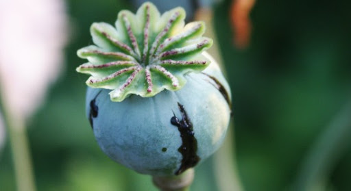 Pavot Afghan Giant Poppy – Image 2