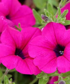 Pétunia Shanin