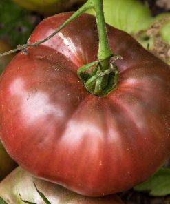 Tomate Ancestrale Purple cherokee
