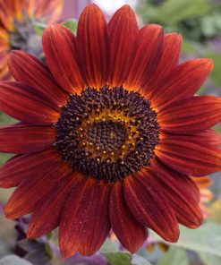 Tournesol Velvet Queen