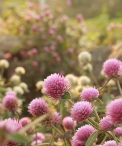 Fleur de thé Baby Pink