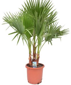 Washingtonia filifera