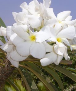 Palmier de Madagascar (Pachypodium lamerei)