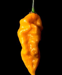 Piment Datil de Floride