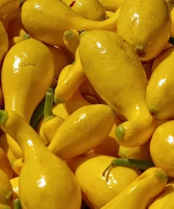 Courge d&rsquo;été doré Crookneck