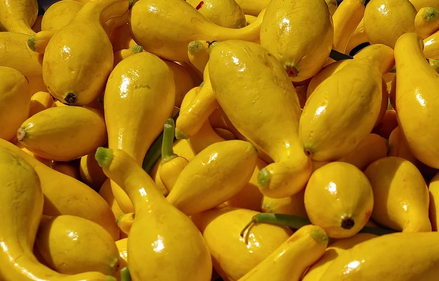 Courge d’été doré Crookneck