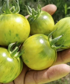 Tomate Vernissage Jaune