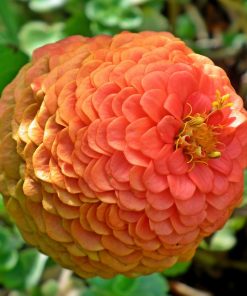 Zinnia Eldorado