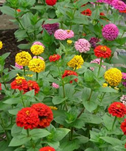 Zinnia Mix