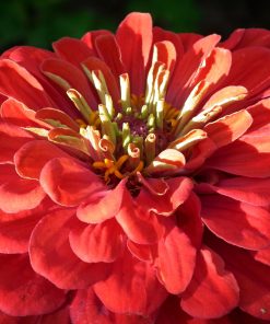 Zinnia Géante Rouge