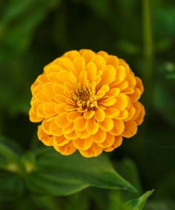 Zinnia Jaune Canary