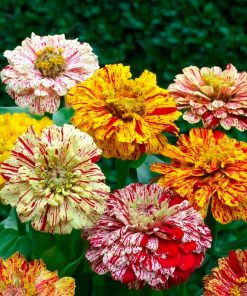 Zinnia Mix Kan-Kan