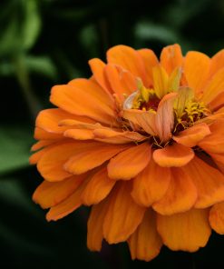 Zinnia Tangerine
