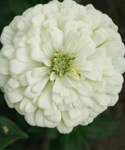 Zinnia Ours Polaire
