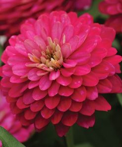 Zinnia Rose des Songes