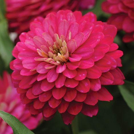 Zinnia Rose des Songes