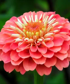 Zinnia Rose Saumon