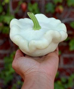 Zucchini Disque Blanc