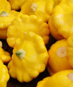 Zucchini Disque Jaune