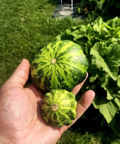 Zucchini Disque Vert