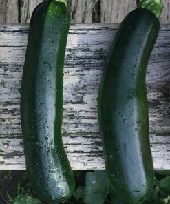 Zucchini Dark Green