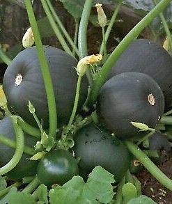 Zuchinni Bosun