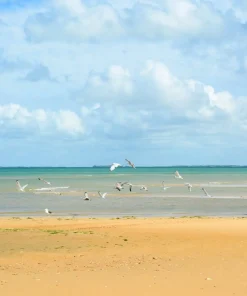 Guide Privé Ile d’Oléron *** (2h)