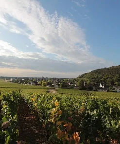 Guide Privé Nuits Saint Georges *** (2h)